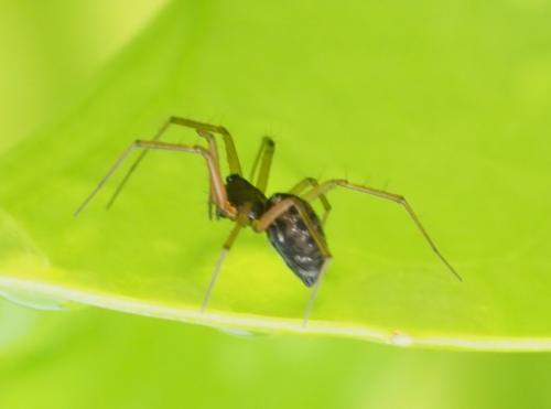 Tenuiphantes sp.